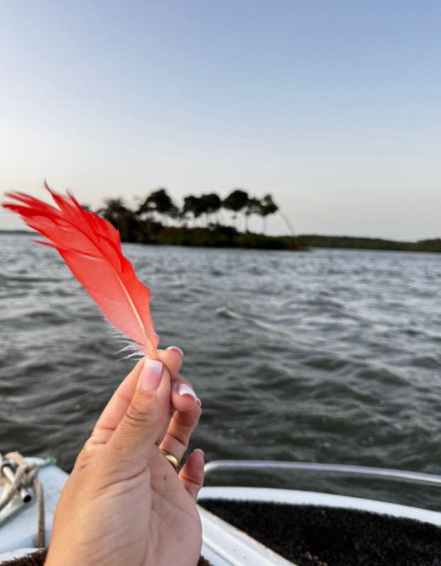 Passeio Revoada dos Guarás Privativo - Imagem 3