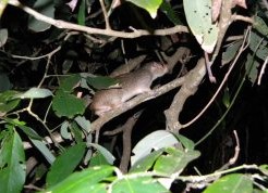 Delta Safari Noturno - Imagem 5